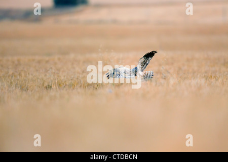 Montagu's Harrier; Circus pygargus; maschio; Spagna Foto Stock