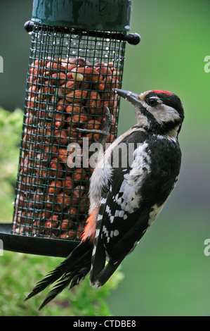 Picchio rosso maggiore / Picchio Rosso (Dendrocopos major) capretti di mangiare noccioline da bird feeder in giardino Foto Stock