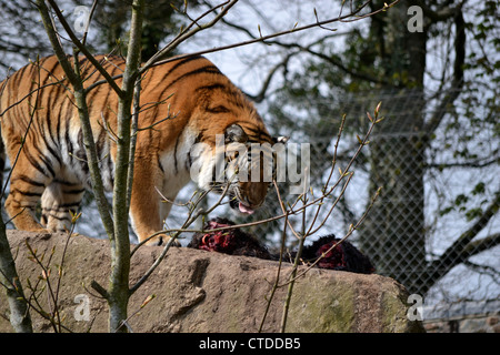 Tigre Siberiana alimentare a Dartmoor Zoo Foto Stock