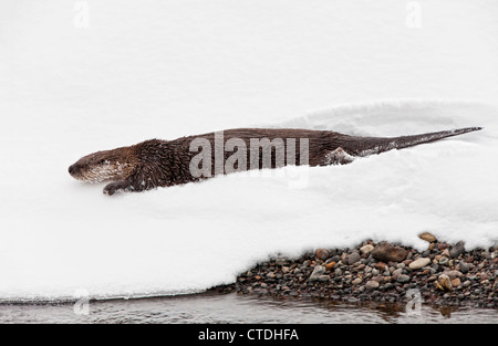 Nord America Lontra di fiume scorrevole nella neve lungo un argine nel Parco Nazionale di Yellowstone Foto Stock