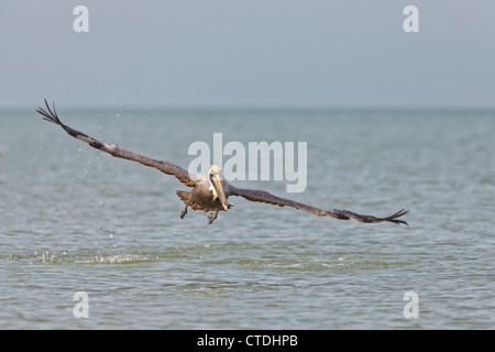 Pellicano bruno di decollare dal Golfo del Messico in Florida Foto Stock