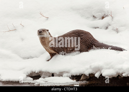 Nord America Lontra di fiume nella neve lungo un argine nel Parco Nazionale di Yellowstone Foto Stock