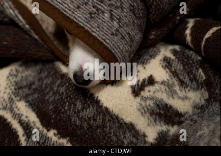 Jack Russell Terrier si nasconde sotto le coperte Foto Stock