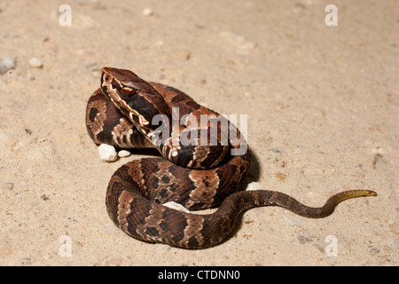 Giovani Florida cottonmouth - Agkistrodon piscivorus conanti Foto Stock