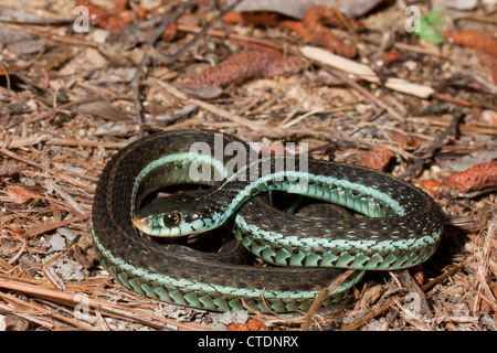 Blue-striscia garter snake - Thamnophis sirtalis similis Foto Stock