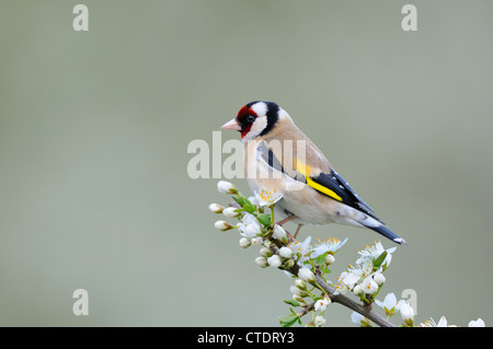 Giardino uccelli, cardellino, carduelis carduelis, appollaiato su Prugnolo Blossom, Norfolk, Regno Unito, aprile, Foto Stock