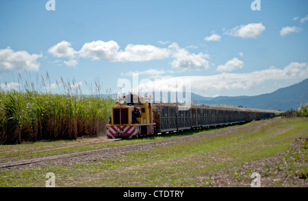 Raccolta della canna da zucchero viene trasportato dai campi in scartamento ridotto treni, Gordonvale, North Queensland, Australia Foto Stock