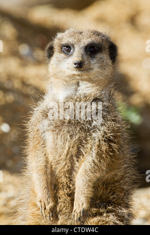 Meerkat guardando la telecamera Foto Stock