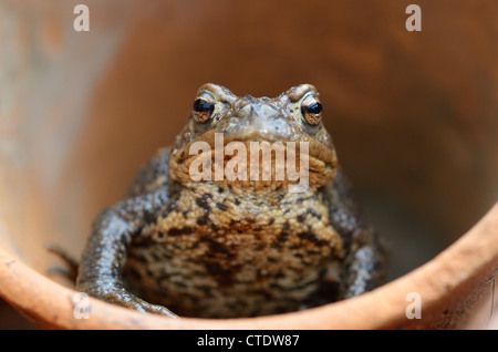 Il rospo comune, Bufo bufo, in vaso da fiori in terracotta, Norfolk, Regno Unito, maggio Foto Stock