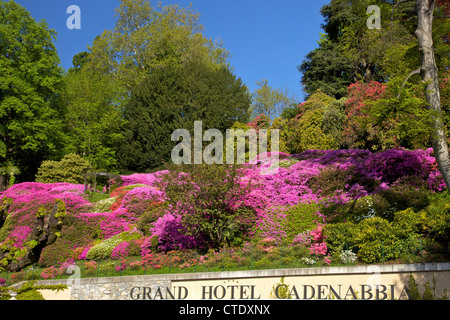 Azalee fioritura in primavera sole, Grand Hotel Cadenabbia, Lago di Como, nel Nord Italia, Europa Foto Stock