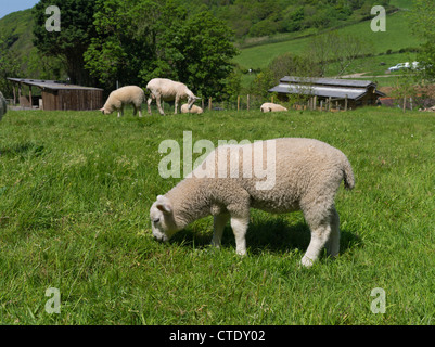 Dh LYNTON DEVON Agnello e pecore al pascolo in Devonshire campo molla del Regno Unito Foto Stock