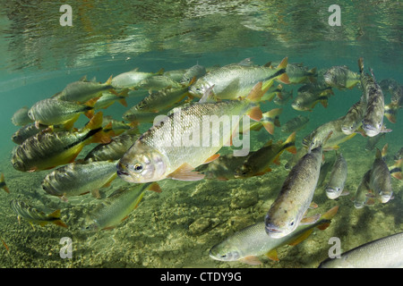 Piraputanga a Rio Formoso, Brycon hilarii, Bonito, Mato Grosso do Sul, Brasile Foto Stock