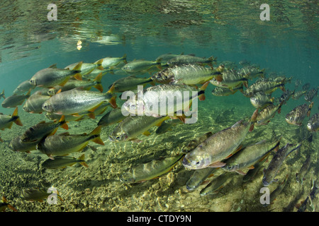 Piraputanga a Rio Formoso, Brycon hilarii, Bonito, Mato Grosso do Sul, Brasile Foto Stock