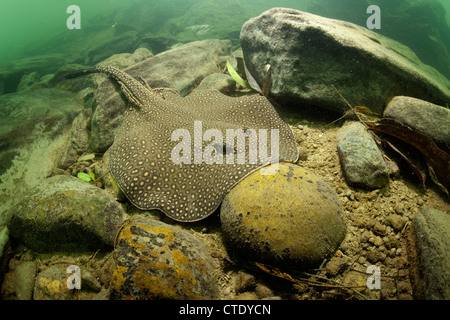Velenosi Fiume Ocellate Stingray, Potamotrygon motoro, Rio Formoso, Bonito, Mato Grosso do Sul, Brasile Foto Stock