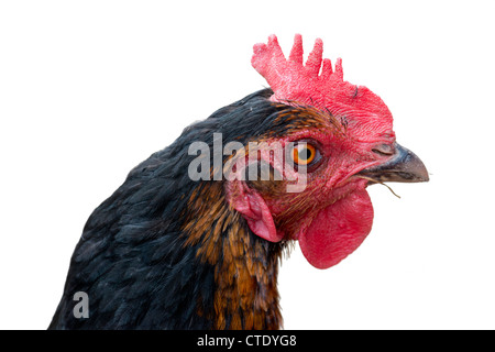 Testa di pollo macro shot isolato su sfondo bianco Foto Stock