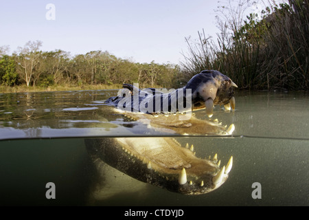 Caimano Spectacled, crocodilus caimano, Rio Baia Bonita, Bonito, Mato Grosso do Sul, Brasile Foto Stock