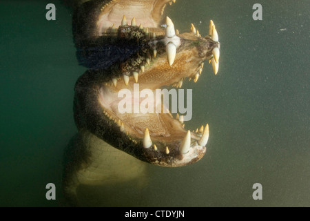 Caimano Spectacled, crocodilus caimano, Rio Baia Bonita, Bonito, Mato Grosso do Sul, Brasile Foto Stock