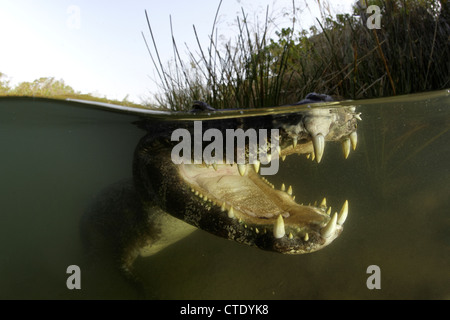 Caimano Spectacled, crocodilus caimano, Rio Baia Bonita, Bonito, Mato Grosso do Sul, Brasile Foto Stock