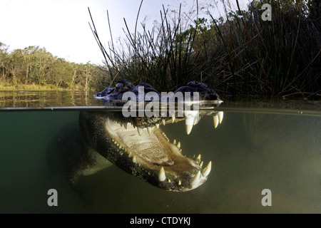 Caimano Spectacled, crocodilus caimano, Rio Baia Bonita, Bonito, Mato Grosso do Sul, Brasile Foto Stock