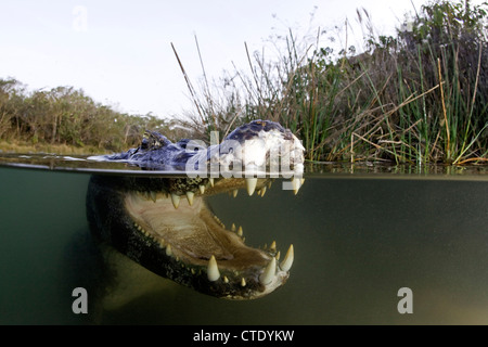 Caimano Spectacled, crocodilus caimano, Rio Baia Bonita, Bonito, Mato Grosso do Sul, Brasile Foto Stock