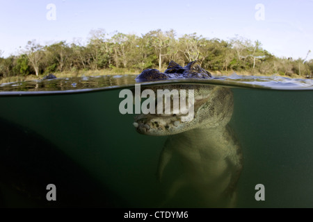 Caimano Spectacled, crocodilus caimano, Rio Baia Bonita, Bonito, Mato Grosso do Sul, Brasile Foto Stock