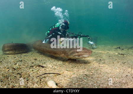 Scuba Diver fotografare verde Anaconda, Eunectes murinus, Rio Formoso, Bonito, Mato Grosso do Sul, Brasile Foto Stock