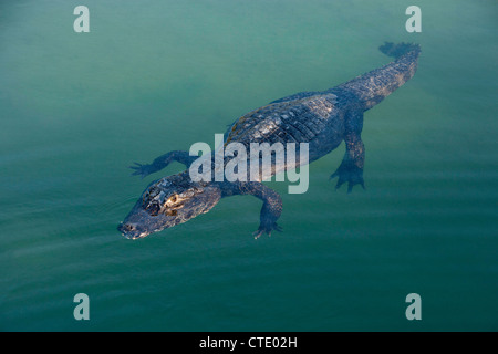 Caimano Spectacled, crocodilus caimano, Rio Baia Bonita, Bonito, Mato Grosso do Sul, Brasile Foto Stock