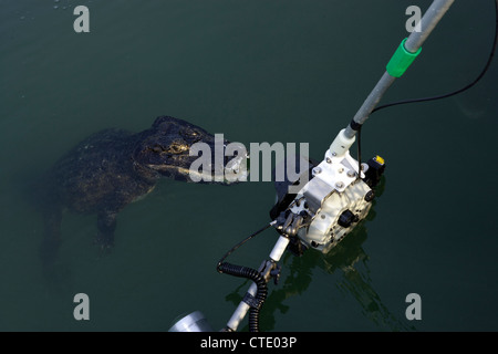 Fotografando un caimano Spectacled, crocodilus caimano, Rio Baia Bonita, Bonito, Mato Grosso do Sul, Brasile Foto Stock