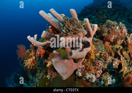 Tubo in spugna Coral Reef, Haliclona fascigera, Bunaken, Nord Sulawesi, Indonesia Foto Stock