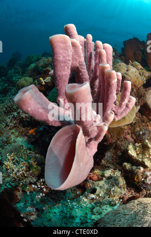 Tubo in spugna Coral Reef, Haliclona fascigera, Bunaken, Nord Sulawesi, Indonesia Foto Stock