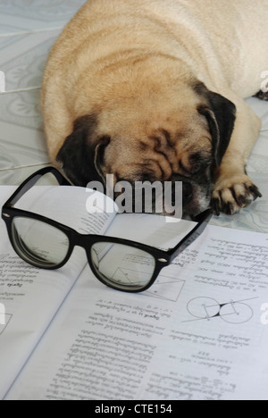 Il cane si è addormentato mentre fa il suo dovere Foto Stock