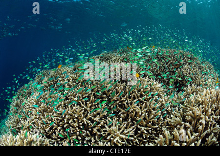 Secca di Chromis oltre la ramificazione di corallo, Chromis sp., Bunaken, Nord Sulawesi, Indonesia Foto Stock