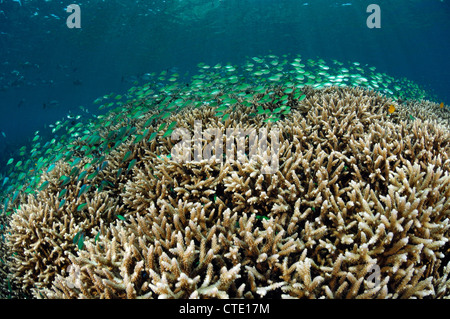 Secca di Chromis oltre la ramificazione di corallo, Chromis sp., Bunaken, Nord Sulawesi, Indonesia Foto Stock