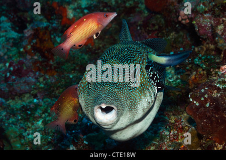Pulizia Hogfish Puffer stellato, Bodianus diana, Arothron caeruleopunctatus, Bunaken, Nord Sulawesi, Indonesia Foto Stock