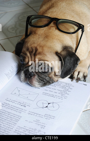 Il cane si è addormentato mentre fa il suo dovere Foto Stock