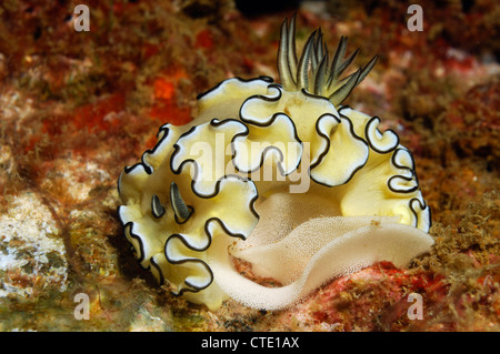 Mare Bianco Slug la deposizione delle uova, Glossodoris atromarginata, le Isole Phi Phi, Thailandia Foto Stock