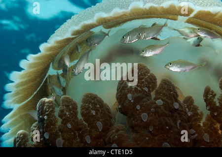 I capretti martinetti nascondere nel cavolfiore meduse, Caranx sp., Cephea Cephea, Phuket, Tailandia Foto Stock