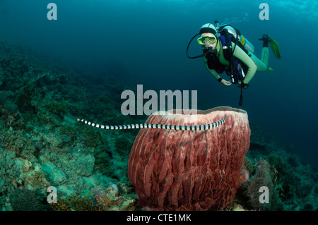 Nastrare giallo-mare a labbro Krait, Laticauda colobrina, le Isole Phi Phi, Thailandia Foto Stock