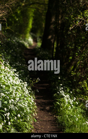 Aglio selvatico, Allium ursinum e Cow Prezzemolo, Anthriscus sylvestris Foto Stock