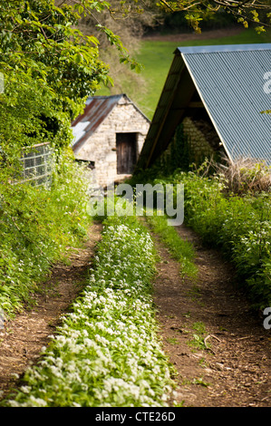 Aglio selvatico, Allium ursinum nella primavera del crescente lungo una fattoria via, Gloucestershire, England, Regno Unito Foto Stock