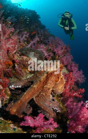 Giorno polpo in Coral Reef, Octopus cyanea, Richelieu Rock, Isole Surin, Thailandia Foto Stock