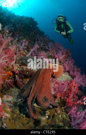 Giorno polpo in Coral Reef, Octopus cyanea, Richelieu Rock, Isole Surin, Thailandia Foto Stock