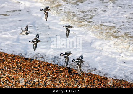 Un gregge di Turnstones (arenaria interpres) volare lungo la spiaggia di Herne Bay in Kent Foto Stock