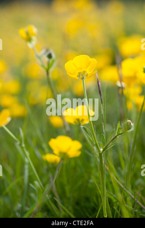 Renoncules a bulbo, Ranunculus bulbosus, in fiore Foto Stock