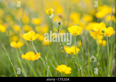 Renoncules a bulbo, Ranunculus bulbosus, in fiore Foto Stock