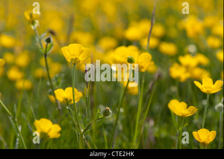 Renoncules a bulbo, Ranunculus bulbosus, in fiore Foto Stock