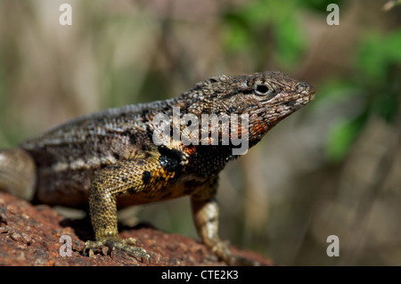 Una lava galapagos lizard (microlophus albemarlensis) si crogiola su una roccia vulcanica su North Seymour nelle isole Galapagos, Ecuador. Foto Stock