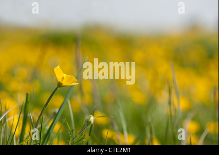Renoncules a bulbo, Ranunculus bulbosus, in fiore Foto Stock