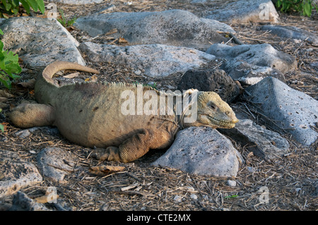 Una santa fe land iguana (conolophus pallidus) oziare nel tardo pomeriggio nelle isole Galapagos, Ecuador. Foto Stock