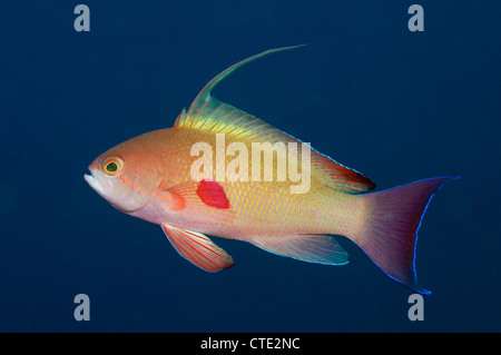 Lyretail maschio Anthias, Pseudanthias squamipinnis, Bali, Seraya, Indonesia Foto Stock